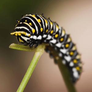 caterpillar